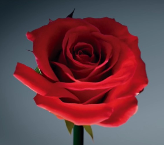 Biochemistry & Molecular Biomedicine UB (@bqbiomedmolub) on Twitter photo 💠Bona diada de Sant Jordi!💠
Dpt Bioquímica i Biomedicina Molecular UB 🌹🐉📚
ub.edu/portal/web/dp-…
<a href="/BQBiomedMolUB/">Biochemistry & Molecular Biomedicine UB</a> <a href="/BiologiaUB/">Facultat de Biologia UB</a> <a href="/IBUB_UB/">IBUB-UB</a> 💠Bona diada de Sant Jordi!💠
Dpt Bioquímica i Biomedicina Molecular UB 🌹🐉📚
ub.edu/portal/web/dp-…
<a href="/BQBiomedMolUB/">Biochemistry & Molecular Biomedicine UB</a> <a href="/BiologiaUB/">Facultat de Biologia UB</a> <a href="/IBUB_UB/">IBUB-UB</a>