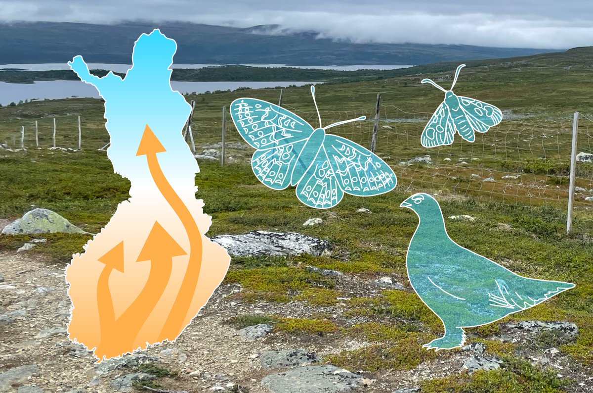 RECecochange's tweet image. Miten ilmastonmuutos vaikuttaa Suomen lajistoon? Käy kurkkaamassa suomenkielinen tiivistelmä uudesta artikkelistamme! helsinki.fi/fi/uutiset/ilm…