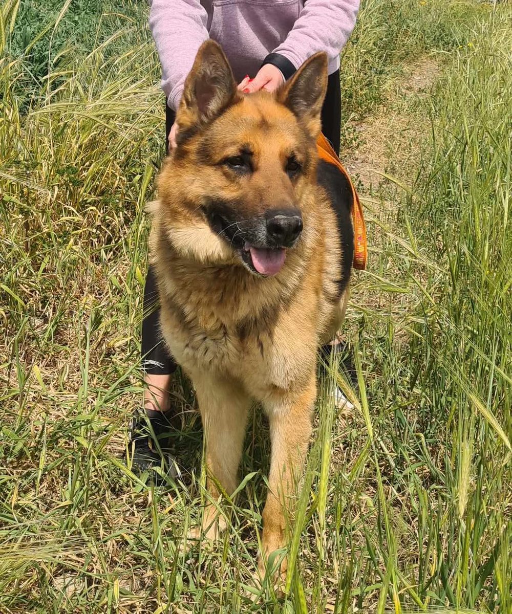 Escobar, a very handsome GSD could be an only dog or live with females. Away from the stress of the shelter he is much calmer and shows his true nature. He would be such a loyal friend. Escobar is around 5/6 years old.