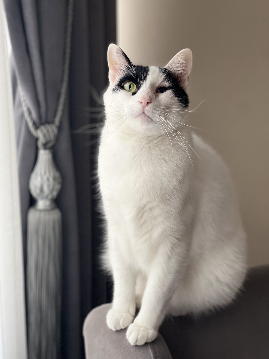 Arkadaslar istanbul sirinevler maresal fevzi cakmak 4.sokak tarafinda kedim kayboldu depremden sonra lutfen gören yazsın #sirinevler #deprem