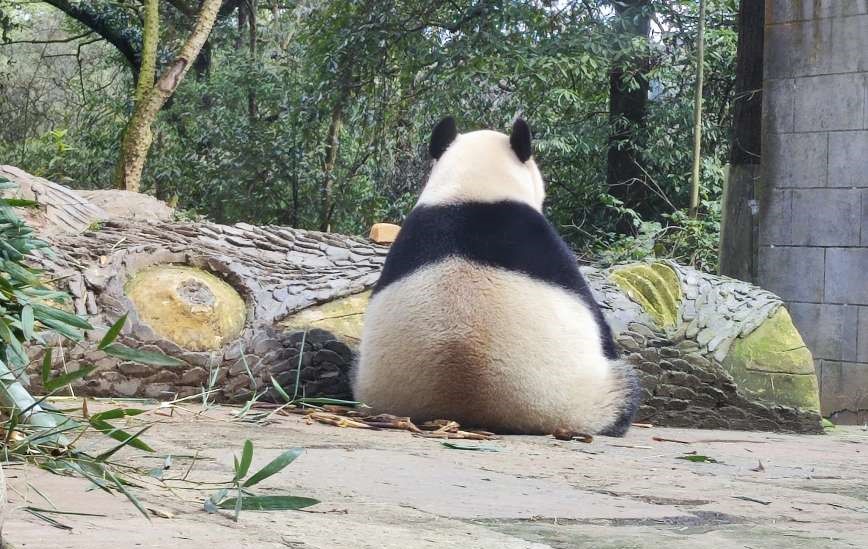 パンダ自身 pandajisin (@pandajisin) / Posts / X