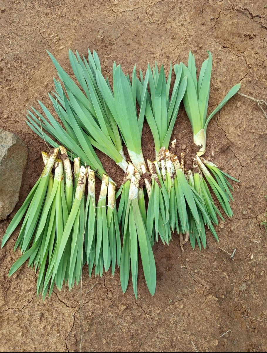 I Güzel (@guzelilhami) on Twitter photo 