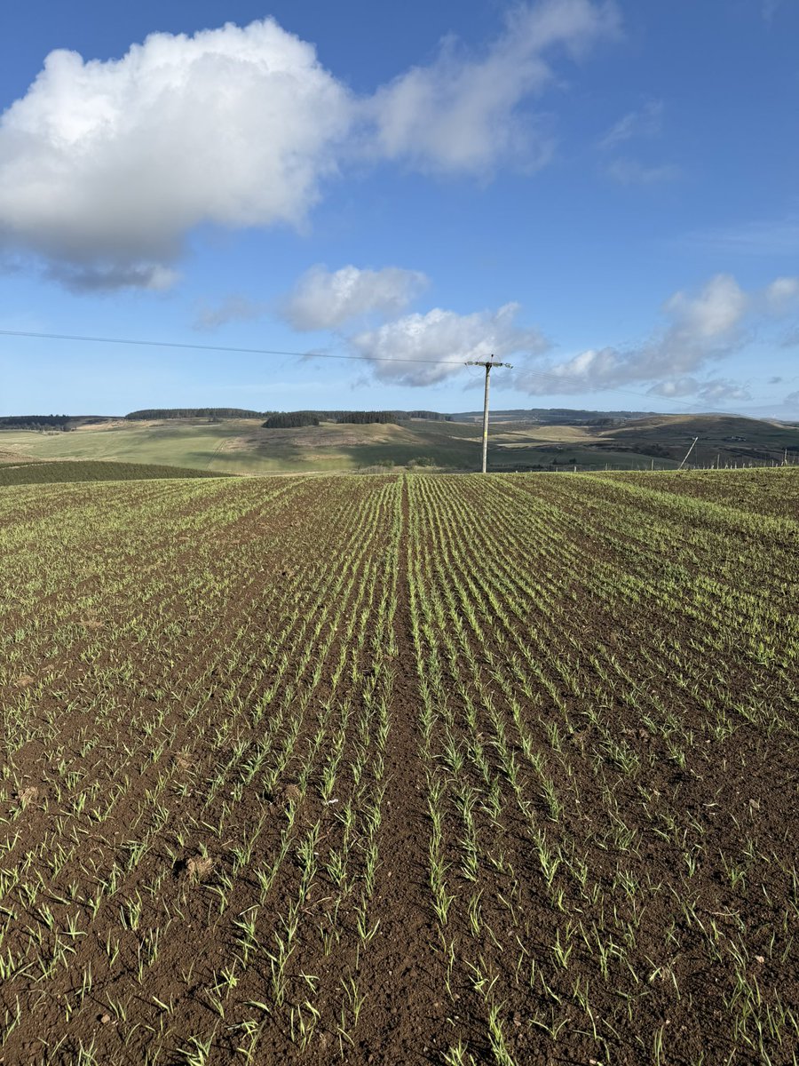 Springbank Whisky tweet media