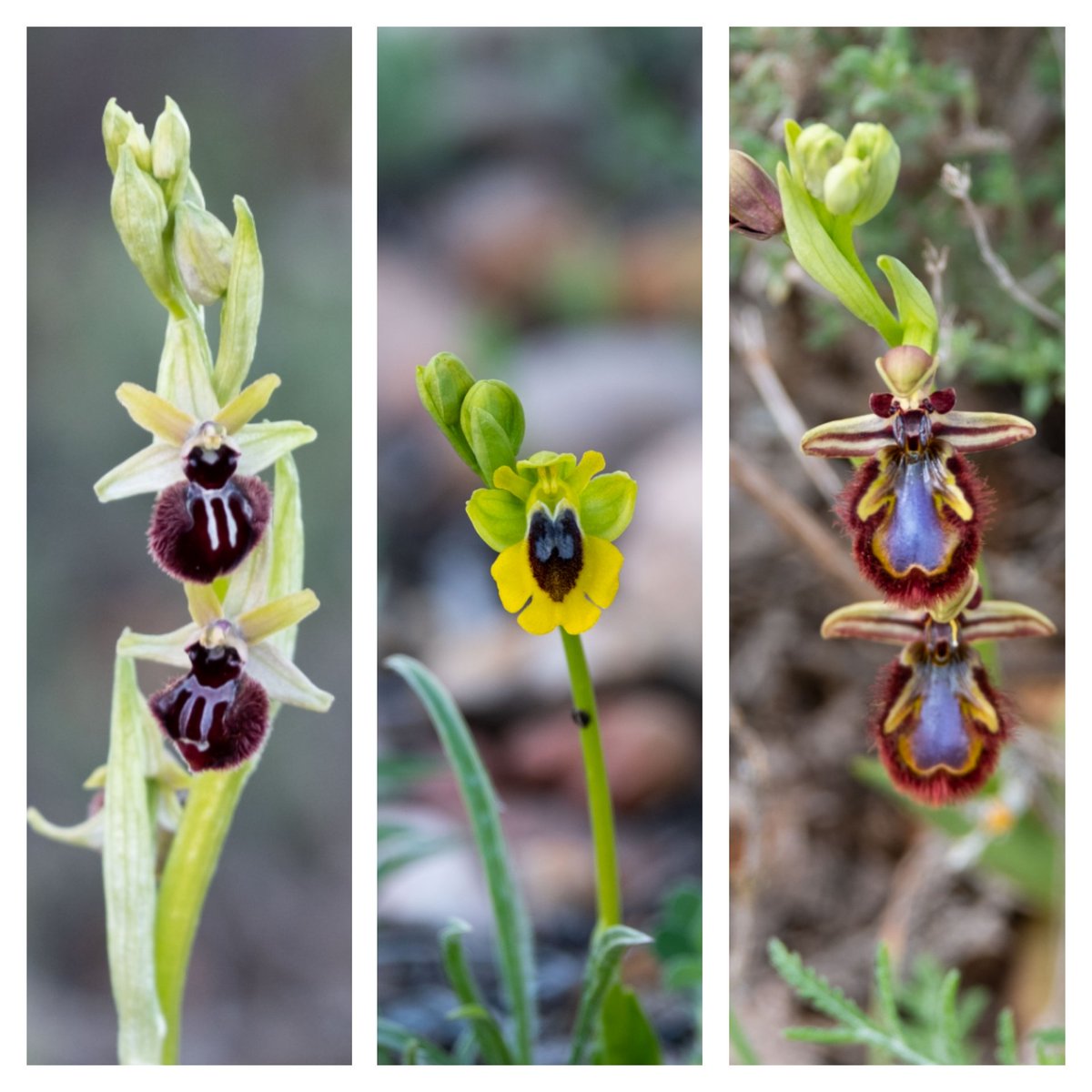 Temporada de orquídeas silvestres...

#orquideassilvestres
#ophrys #ophrysincubacea #ophryslutea #ophrysspeculum
#enelcampo #lamanchuela 
#botanica