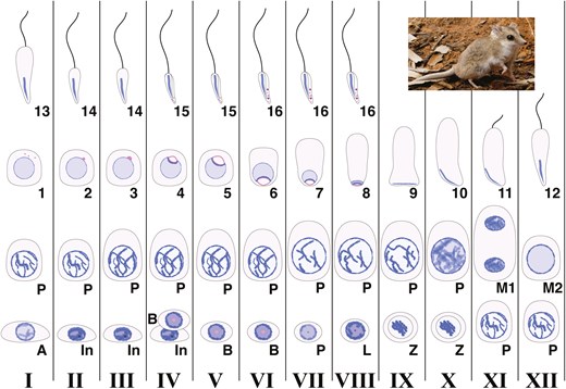 Interesting work aimed at using marsupial models for next-generation conservation and de-extinction efforts.
doi.org/10.1093/stmcls…