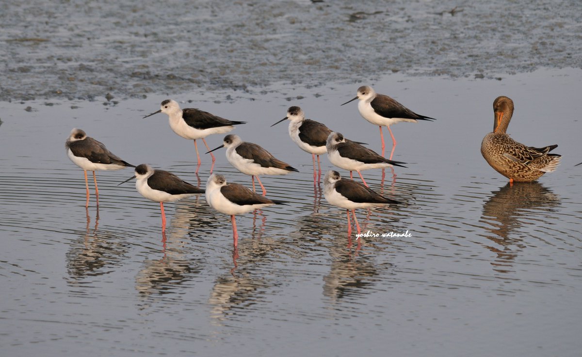 集まるってなんかいいよね！It's nice to get together.(時計回り)ヒシクイ,セイタカシギ,ツクシガモ,オグロシギ.
(Clockwise)Bean Goose,Black-winged Stilt,Common Shelduck,Black-tailed Godwit. #birds #wildlife #nature #birdphotography #wildlifephotography #Naturephotography #シギ #野鳥