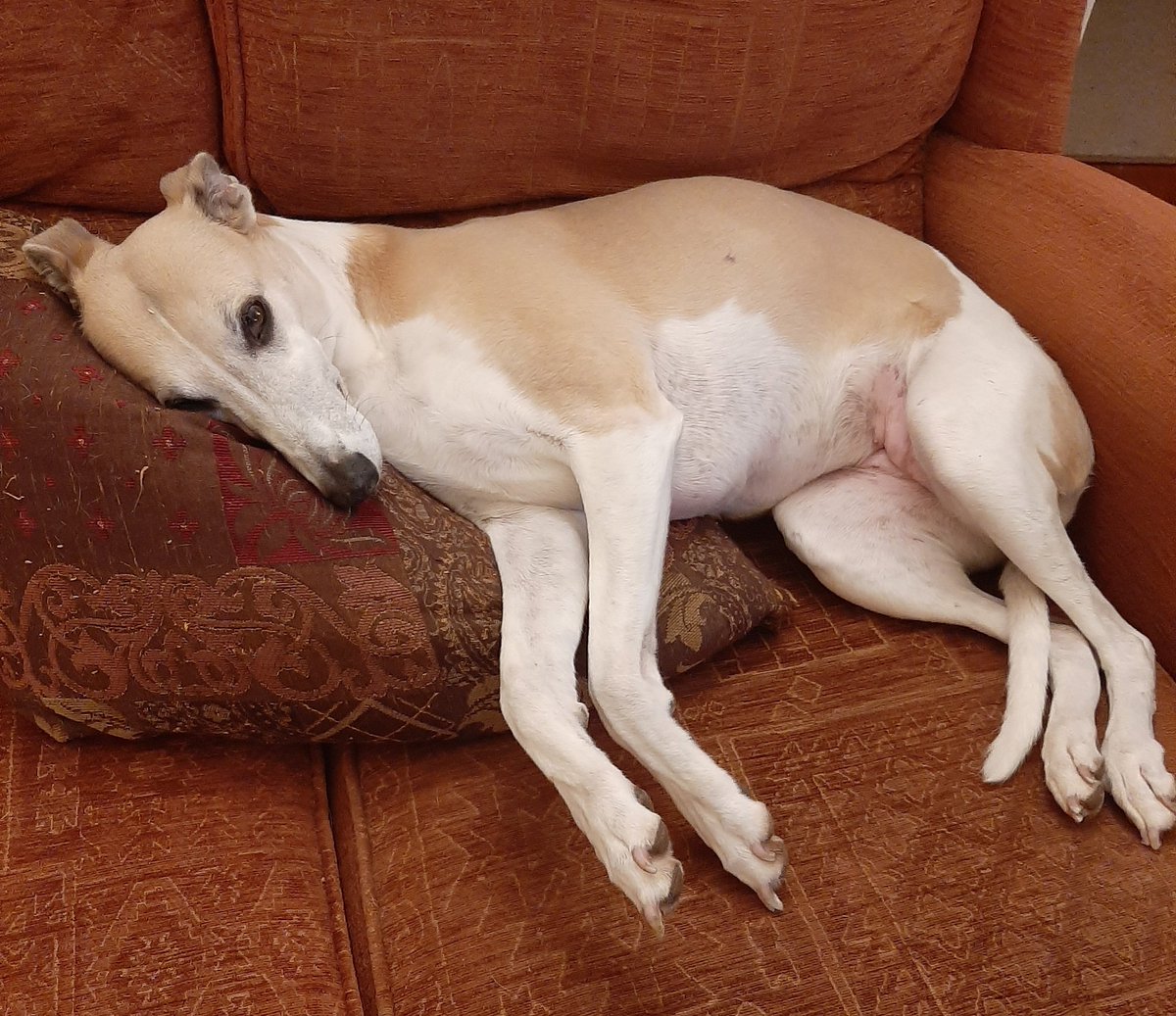 BenieJ54's tweet image. .... just getting comfortable!! 🐶🥱😴
#Whippetwednesday 🐕♥️