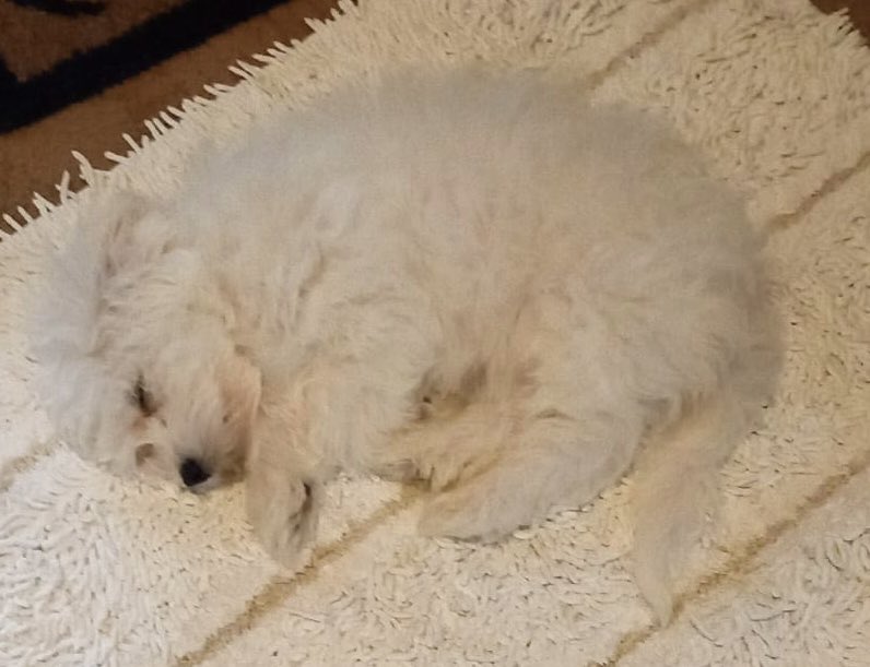 It be the little me, 4 years ago 🐾❤️🐾 #PuppyLove #ThrowbackThursday
