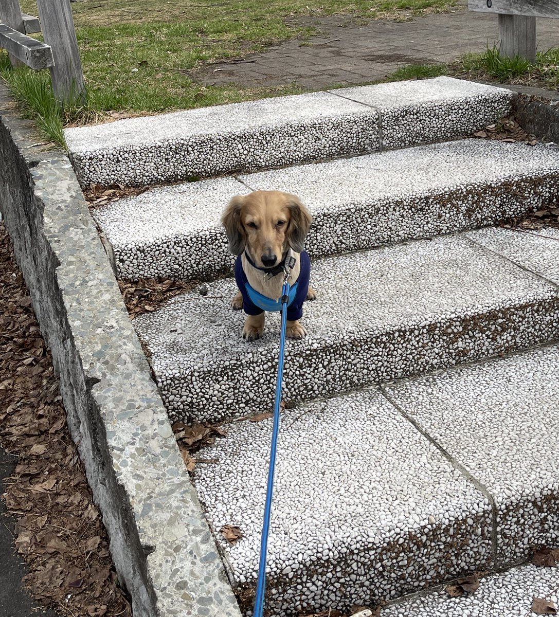 MiniatureDach10's tweet photo. 階段降りたら帰る合図なの知ってる https://t.co/My4hKHtaqb