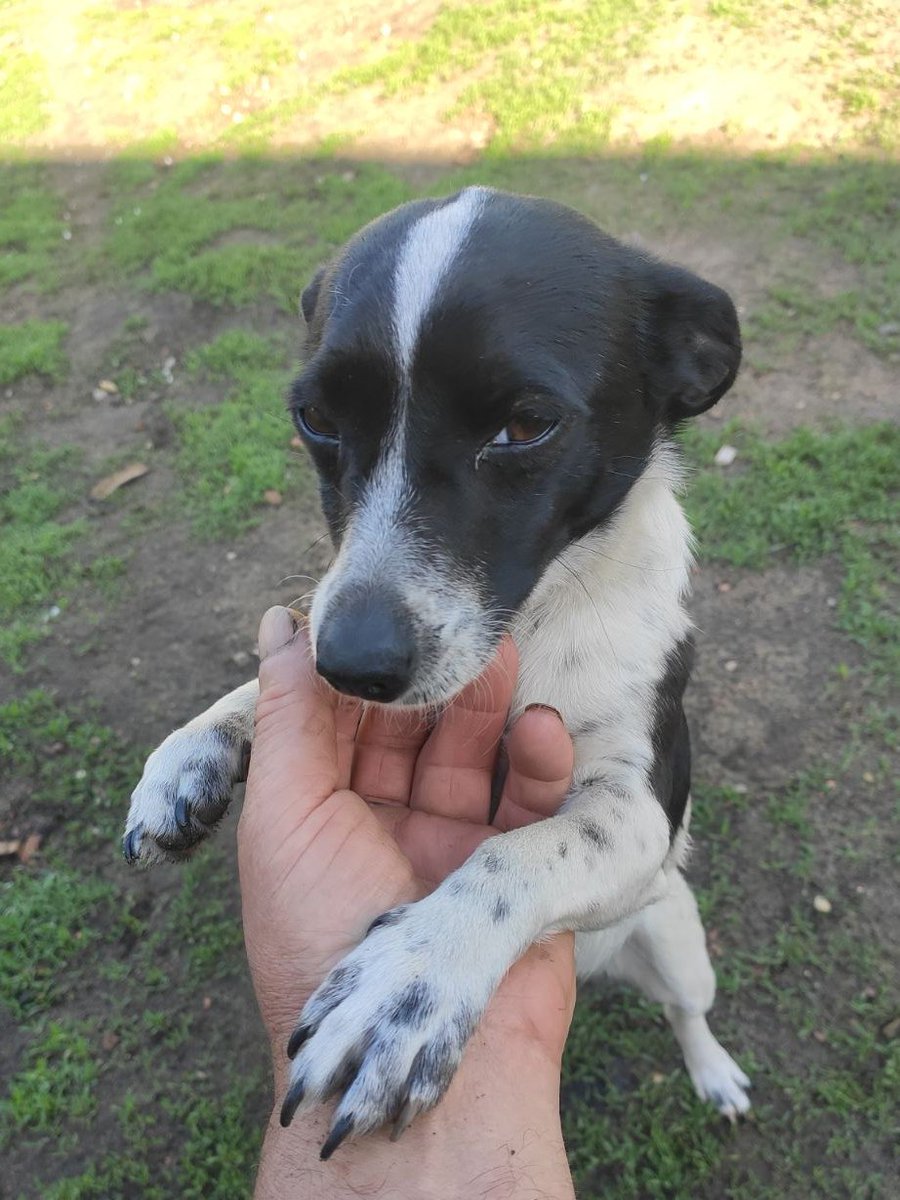 Никусина лапка на счастье..🐶❤️🐾