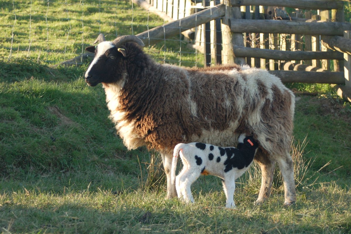 BorderSoftware's tweet image. When you use #FarmIT3000 from #Bordersoftware  
A ewe&apos;s individual record holds 
meds,tupping,scanning,lambing,EBV&apos;s and of course her movements - all there on one record.  
Using this information you can analyse your flocks performance   #recordanalysemanage #improveyourflock
