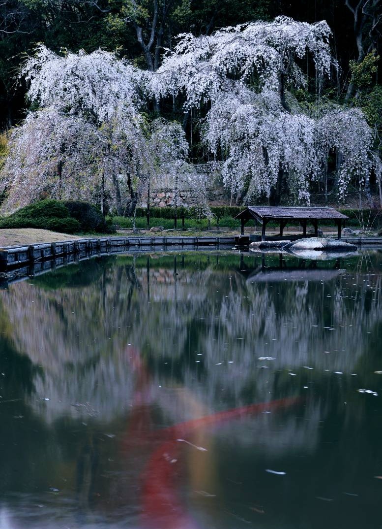 ～花鳥風月～

岡山市中区円山
お気に入りの曹源寺さん🎶

ステキな枝垂れ桜のこの時期
4回立ち寄りました🤗

そろそろ加工無しから
少しはステキな写真の勉強も
やって行かねば‼️と…

はじめの一歩がお気に入りの
曹源寺さんからです🎵

#曹源寺
#曹源寺しだれ桜
#誰かに見せたい風景
#岡山へ行こう