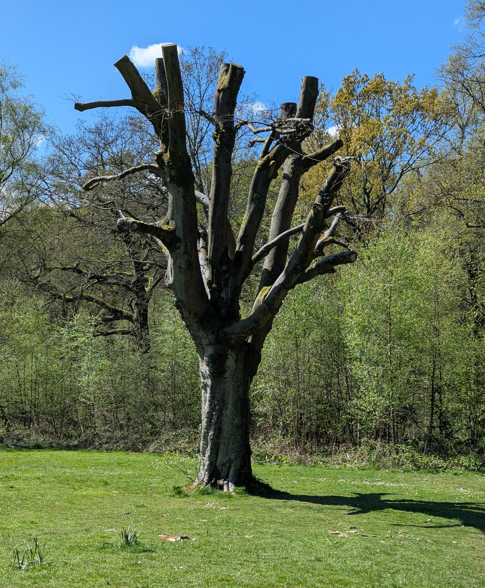 #ThickTrunkTuesday 

A tree encounter on a nature walk recently...