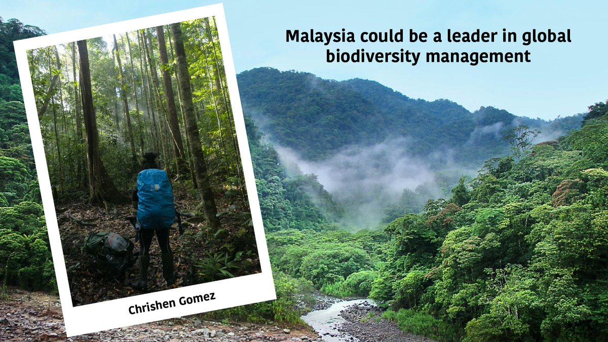 WildCRU, Oxford (@wildcru_ox) on Twitter photo Malaysia could be a leader in global biodiversity management.
Chrishen Gomez shares in <a href="/theedgemalaysia/">The Edge Malaysia</a> how rich ecosystems, biodiversity observation networks, technology and consistent data collection could help to forge a sustainable future for all.
👉 bit.ly/3YJQepQ Malaysia could be a leader in global biodiversity management.
Chrishen Gomez shares in <a href="/theedgemalaysia/">The Edge Malaysia</a> how rich ecosystems, biodiversity observation networks, technology and consistent data collection could help to forge a sustainable future for all.
👉 bit.ly/3YJQepQ