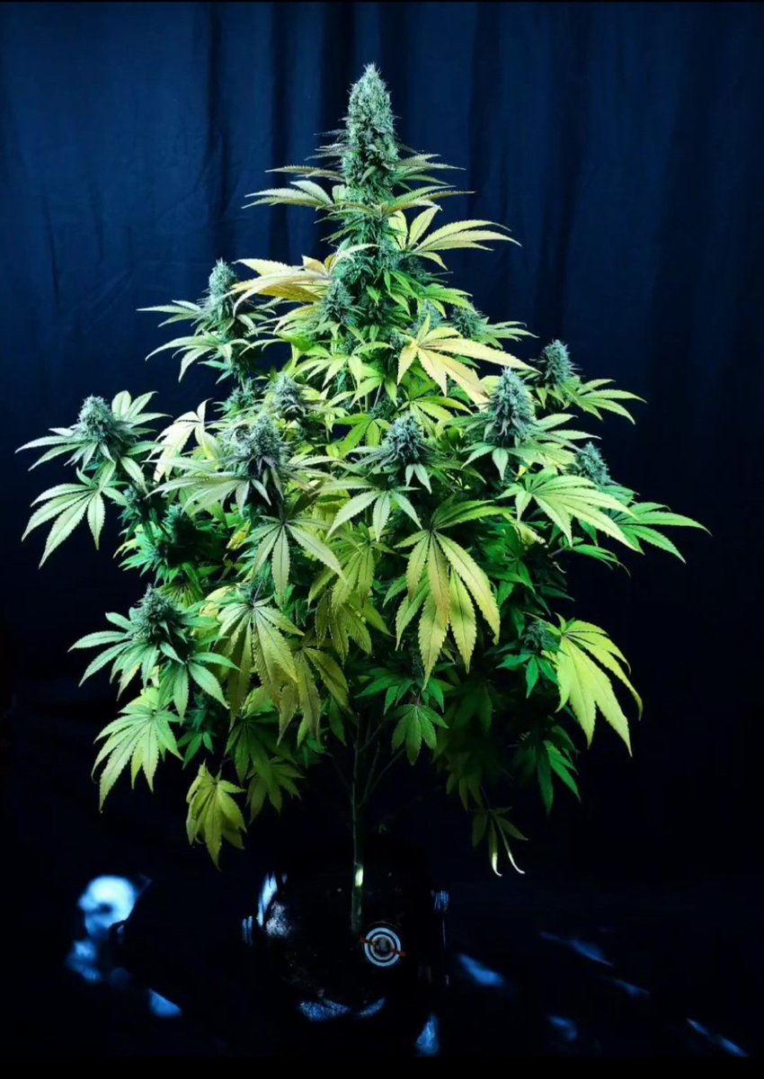 KannabiaSeeds's tweet photo. SUPER OG KUSH by #KannabiaSeeds 🌱 @IntKannabia @Kannabia_Samen @Kannabia_US
📸 Gracias a la amiga #kannabista de IG Mrs.Larimar 🙏🫶😋🧡💚
ℹ️ #SuperOGKush #cannabisseeds ➡️ https://t.co/GT0mn6GRRB
Fem ♀️
Lemon Thai x Hindu Kush x Black Domina
Indica dominant hybrid
-42% OFF
