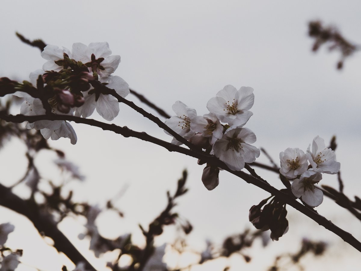 laycomathi's tweet image. 桜の時期あっという間に終わってた気がする