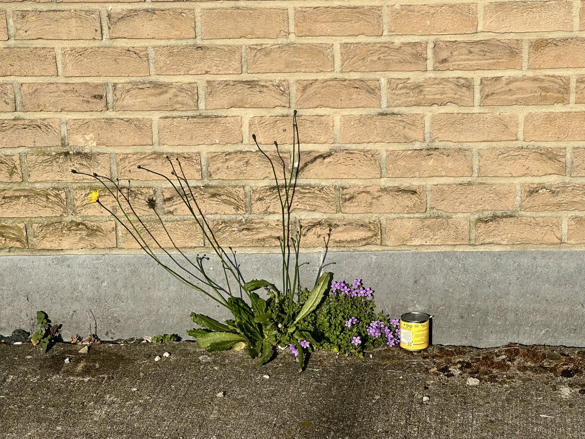 Brussels, fix your garbage problem tweet media