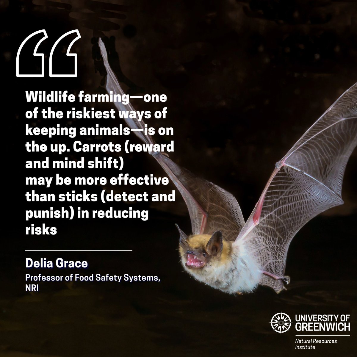 NRI (@nrinstitute) on Twitter photo NRI’s Delia Grace explores how human-induced disturbances impact disease outbreaks in the latest 'Voices' issue by <a href="/CellPressNews/">Cell Press</a>. She warns of a looming disease exchange driven by wildlife farming and trade 🦇🐀🐗.
Read more: sciencedirect.com/science/articl… NRI’s Delia Grace explores how human-induced disturbances impact disease outbreaks in the latest 'Voices' issue by <a href="/CellPressNews/">Cell Press</a>. She warns of a looming disease exchange driven by wildlife farming and trade 🦇🐀🐗.
Read more: sciencedirect.com/science/articl…