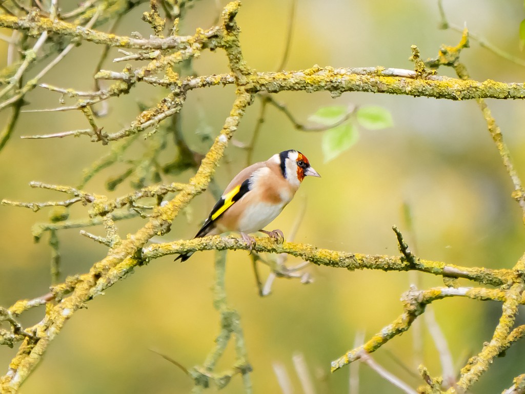 This incredible photograph of a goldfinch was taken by Zach Parkinson (13 yrs old) and won the Animal Category in our Tring Young Wildlife Photographer competition. Catch the last few days to see all our winners and runners up at Tring Library.