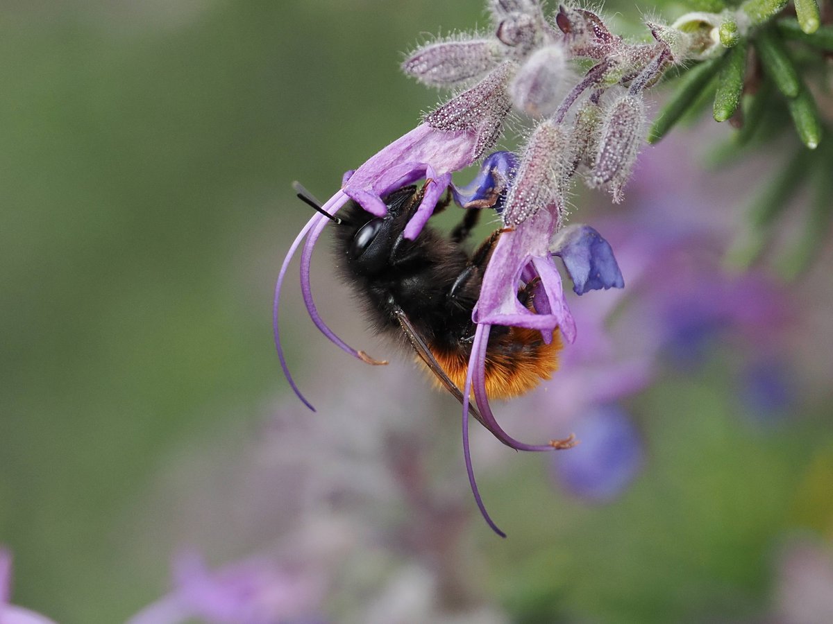 🐝 En mayo: 4 talleres gratuitos en el <a href="/RJBOTANICO/">REAL JARDÍN BOTÁNICO</a>  <a href="/CSIC/">CSIC</a>  sobre abejas silvestres. Porque no todas las abejas son iguales: distintos colores, vuelos, formas de polinizar y una importancia clave para nuestras plantas 🌸🌾
<a href="/FECYT_Ciencia/">FECYT</a> 📷<a href="/txaverius/">Javier Martín</a> 
entradas.rjb.csic.es/actividad/?nom…