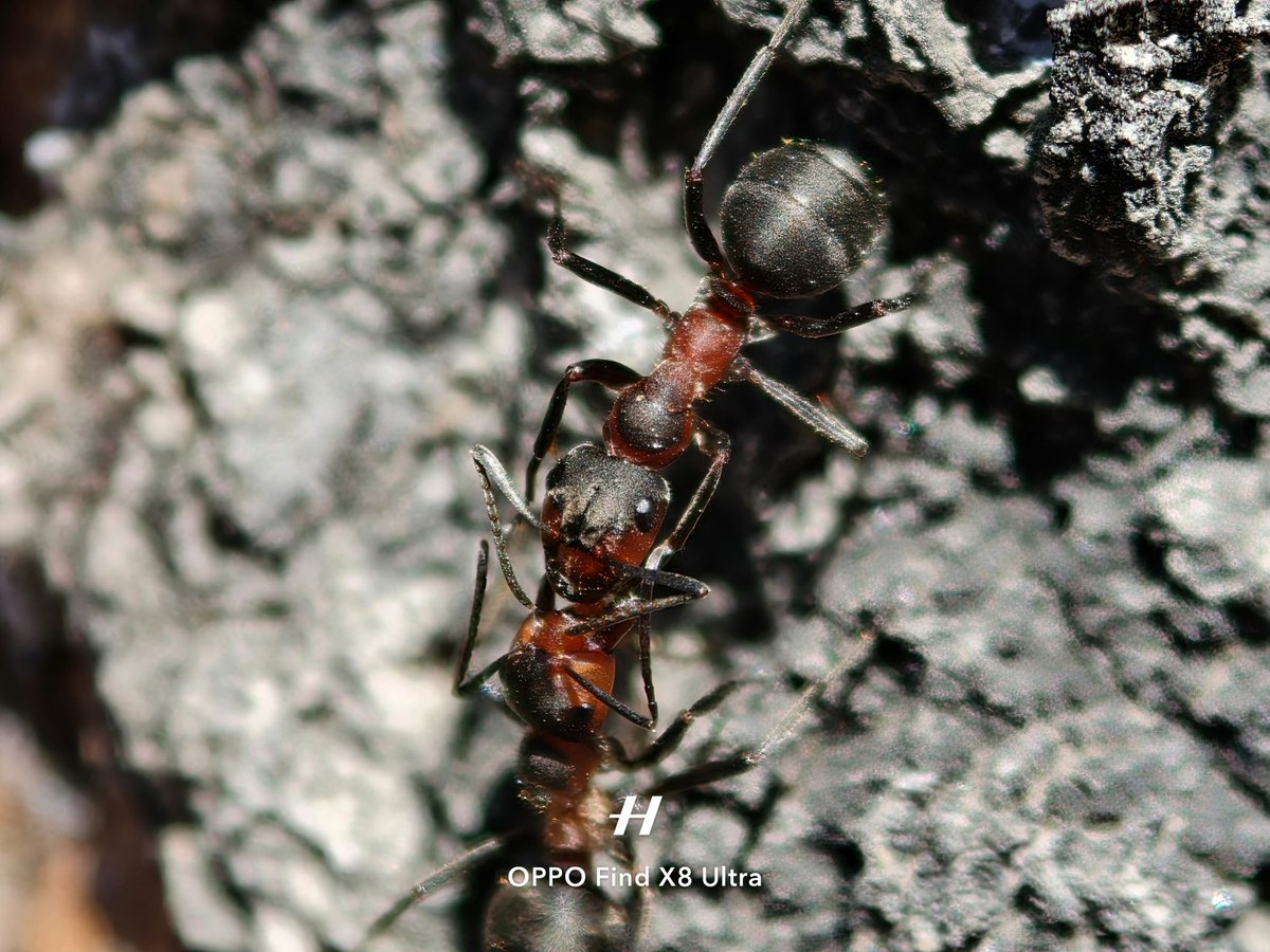 Seeing some really nice shots on weibo from x8u now I'm excited 
Source weibo sleribo as <a href="/karo_yard/">Karolina 🚴📱🇲🇹</a> would say 😂😂😂