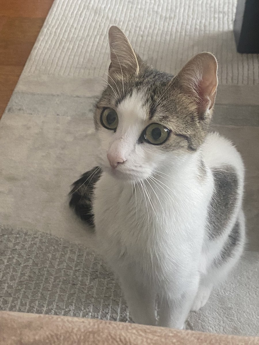 deprem sonrasi kedim kayboldu  saat 4 gibi paylasabilir misiniz ist esenevler civarinda cok korkak bi kedi hic sokak gormedi🙏 sari/yesil gozlu zayif bi kedi adi nugget korkudan tepki vermeyebilir ama bilmiyorum