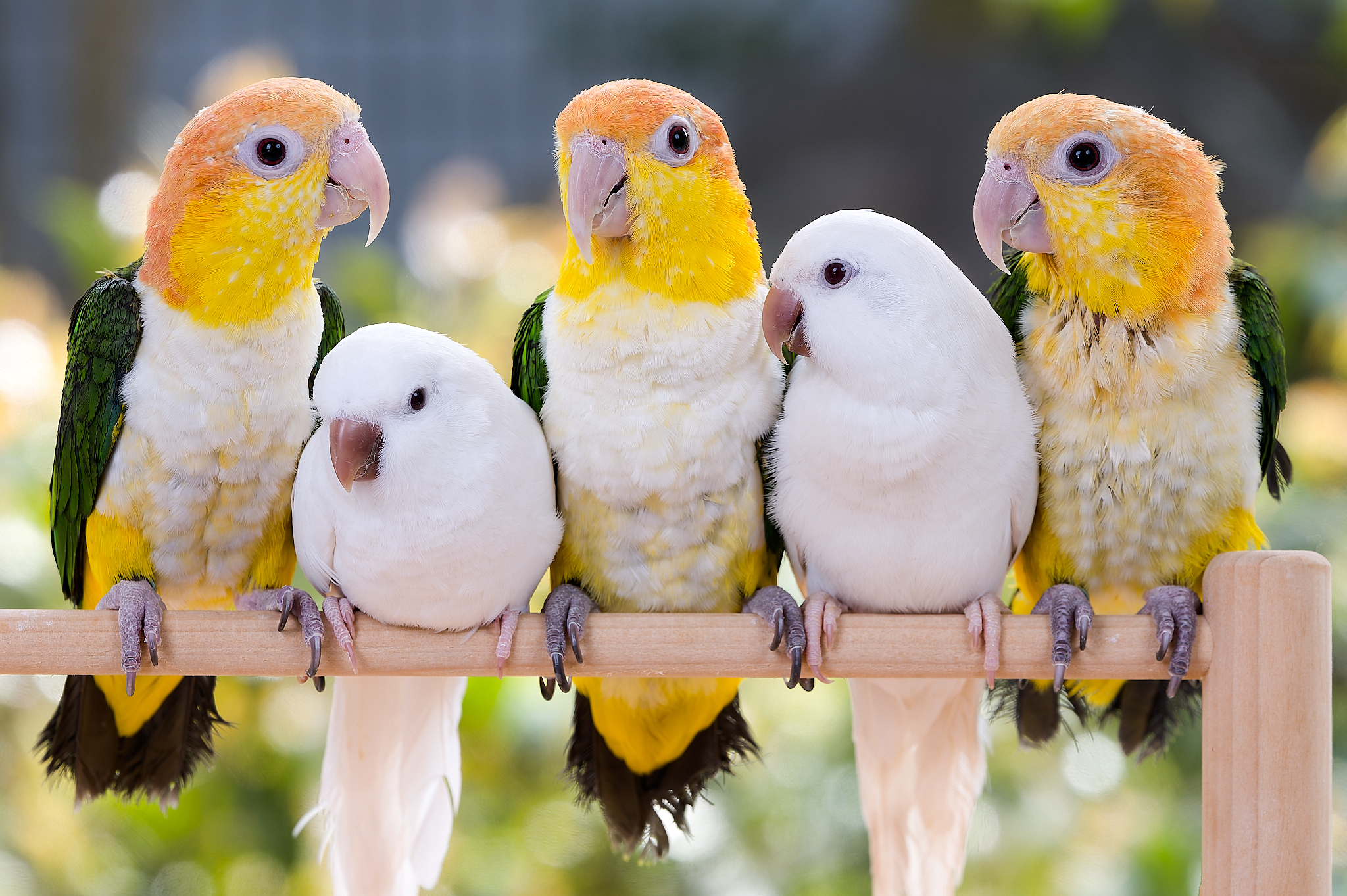 PARAKEET (@TokyoParakeet) / X PARAKEET (@TokyoParakeet) / X