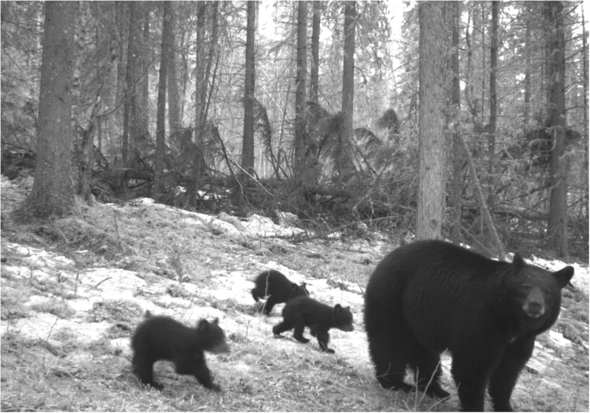 AI can scan a million wildlife photos—but it can’t fall in love with a landscape.
New research warns: faster data isn’t always better if it disconnects us from the wild.
📸🤖💔🌲 ow.ly/fHCN50VFyT1