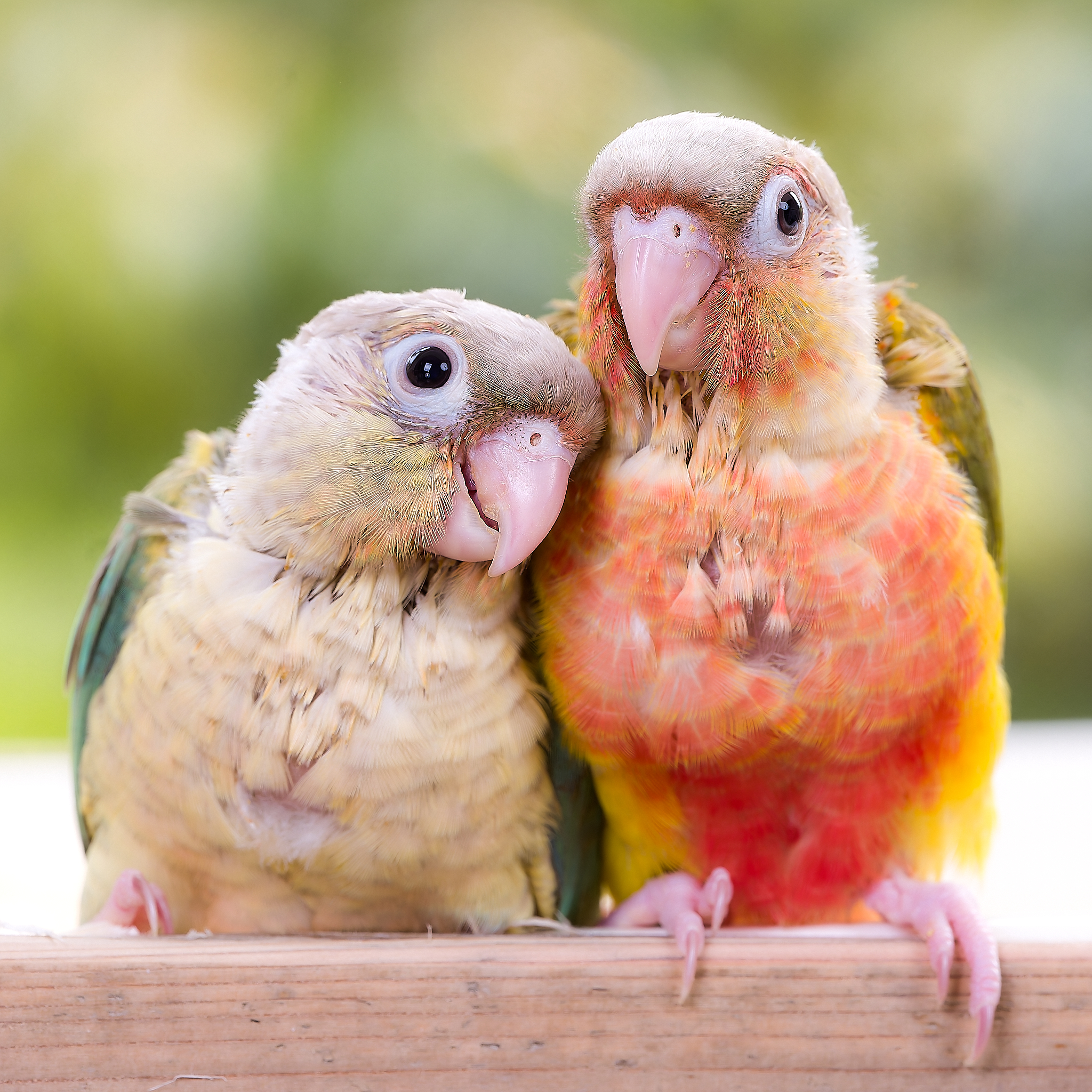 PARAKEET (@TokyoParakeet) / X PARAKEET (@TokyoParakeet) / X