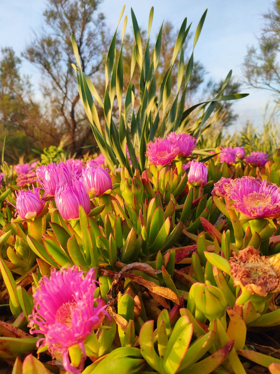 agowitter's tweet image. Flowers @ThePhotoHour