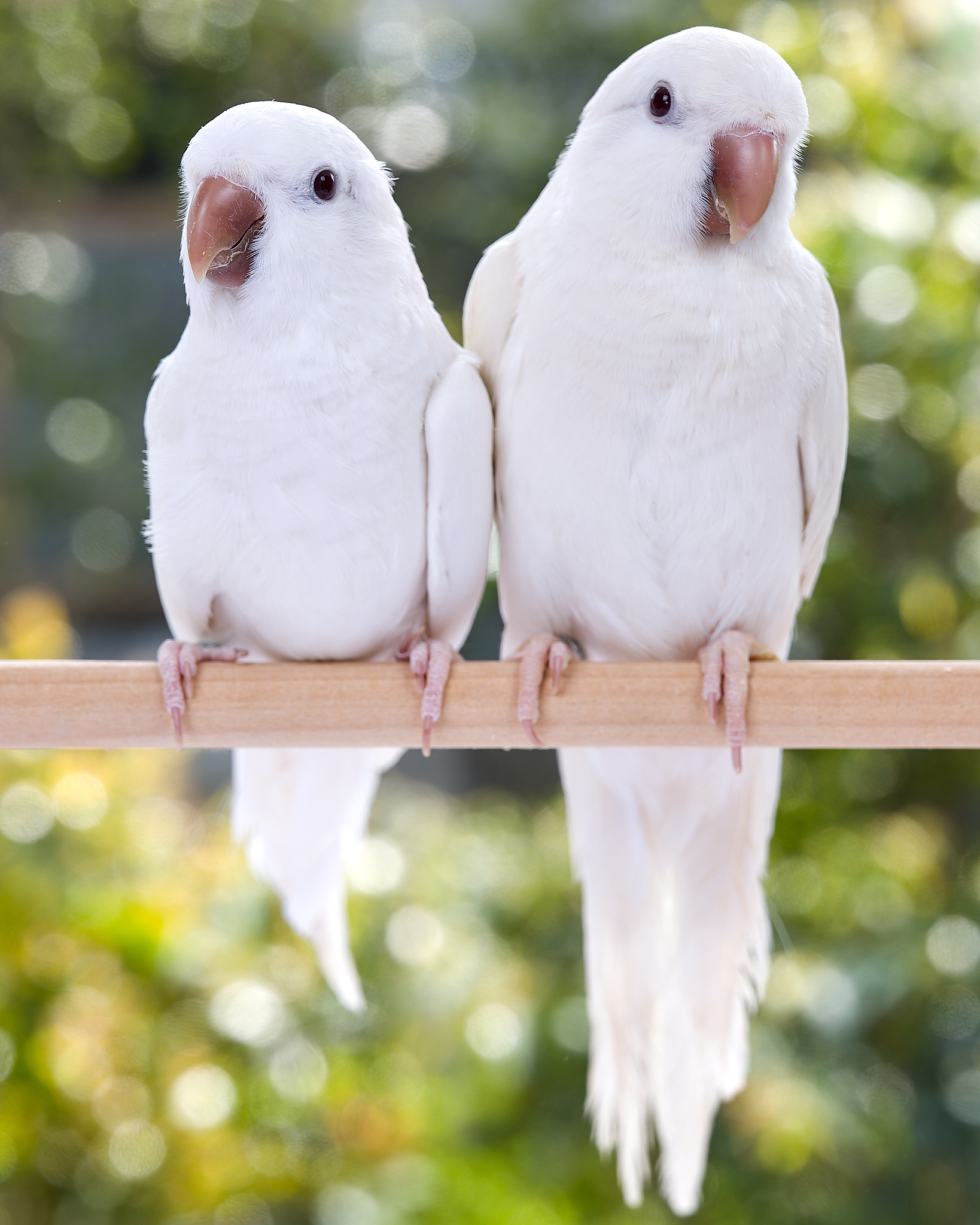 PARAKEET (@TokyoParakeet) / X PARAKEET (@TokyoParakeet) / X