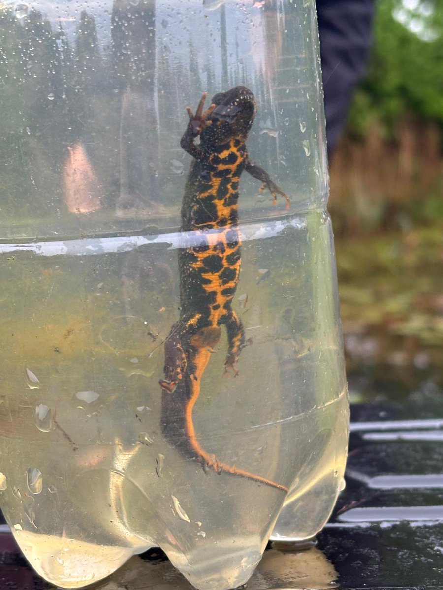 So lucky and privileged to have experienced exciting great crested newt trapping this week and meeting <a href="/AliDriverUK/">Alastair Driver</a> at Ali’s Pond Nature Reserve🦎 

A fantastic training opportunity for me and my colleagues. Thanks Andy Cruse for organising 💚