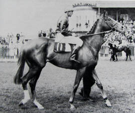 HORSERACING1002's tweet image. SIGNAL BOX🇮🇪1948
(SIGNAL LIGHT - MASHAQ BY MASSINE)#SignalBox
B/🇮🇪1948
O/ F. W. Dennis
6-2-3-1---$13,897
1951 Champion 🏆 3yo Colt in Ireland 🇮🇪 
Irish 2000 Guineas, Tetrarch S, 
2nd Irish Derby, March S, 
3rd Epsom Derby 
Stood in Ireland 🇮🇪 Sired  Come On, Hereward The Wake,…