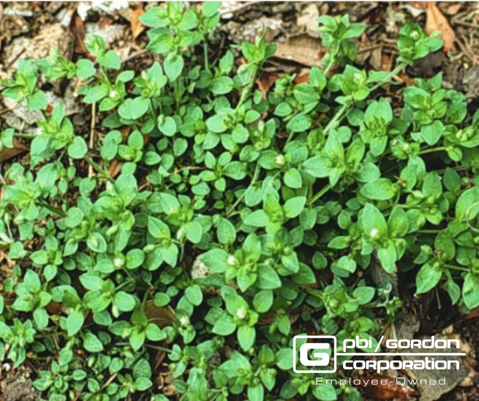 🔍 Can you name this pesky weed? Test your turf knowledge! #PBIGorodonTurf

Here are your clues:
✅ Thrives in wet, shaded areas
✅ Leaves are rounded with wavy margins
✅ Can be controlled with T-Zone™ SE Broadleaf Herbicide or Q4® Plus Turf Herbicide