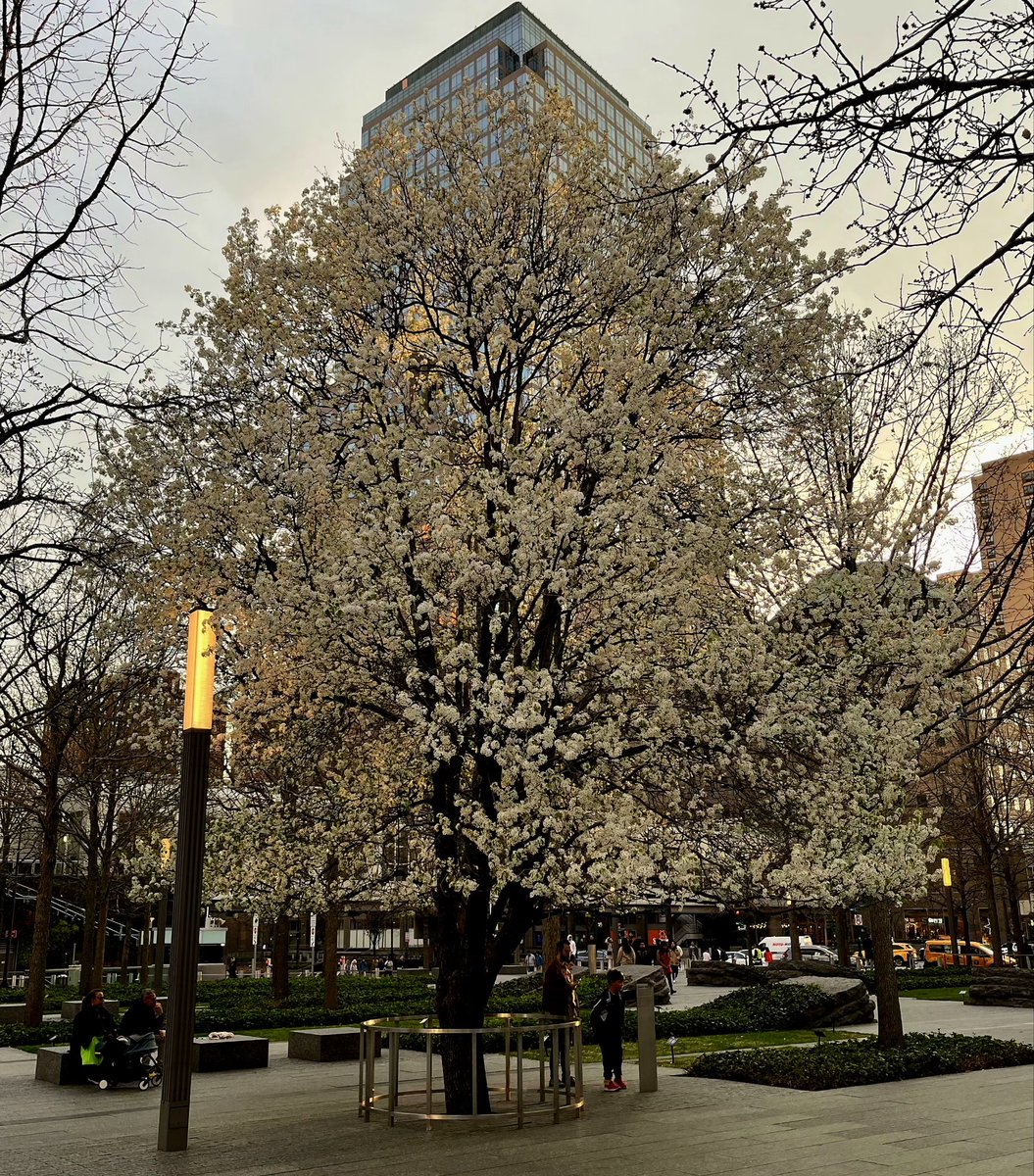 The Survivor Tree Blooms Again! An indisputable sign of the strength and resiliency of our great nation and the American People. 
#SurvivorTree #WTC #September11 #911MEMORIAL #PAPD #PAPD37 #PAPDWTC #PAPBA #papdprotectsnynj