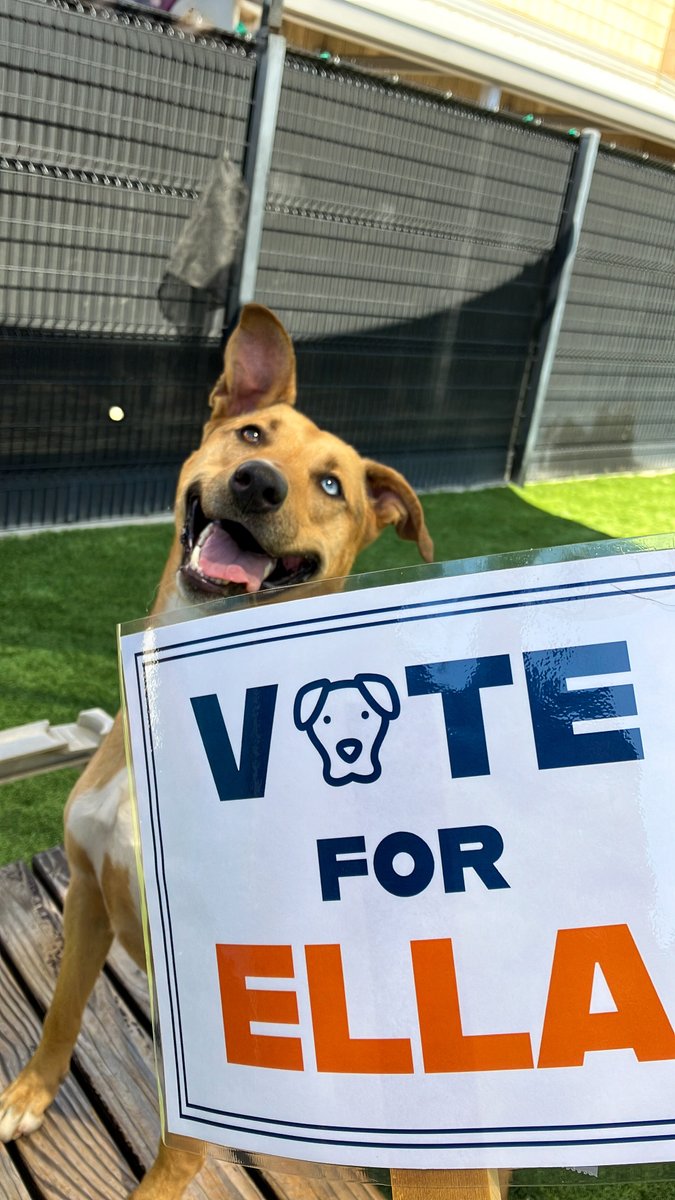 PET OF THE WEEK 🐾 Ella (A1876318) is campaigning for cuddles, belly rubs, and a forever home platform.  Her First 100 Days promise is delivering unconditional love, provide emotional support, and unite the household under one agenda, loyalty &amp; treats! Adopt her from OCAC today!