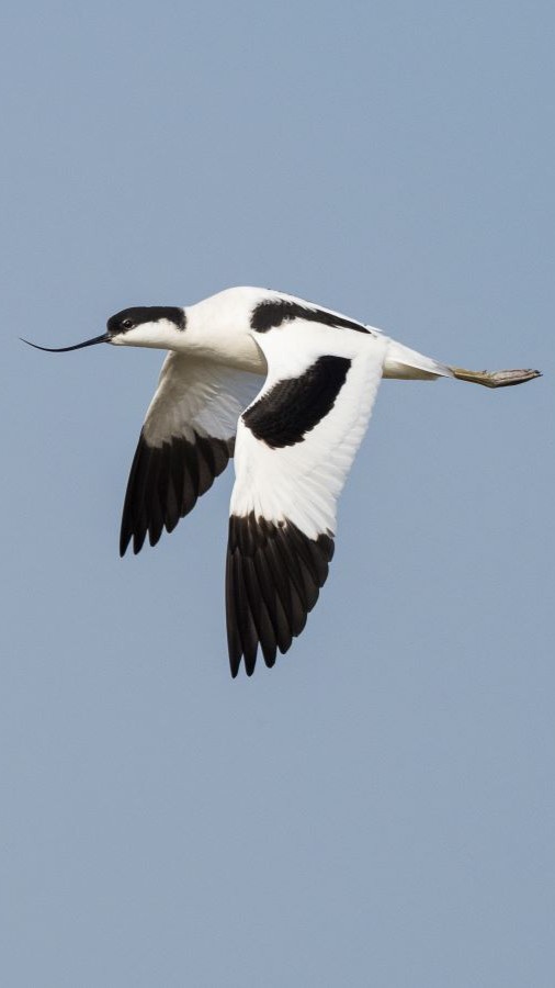 WWT Welney (@wwtwelney) on Twitter photo Wednesday sightings from <a href="/WWTWelney/">WWT Welney</a> include:
🐦 Crane
🐦 Spoonbill
🐦 Garganey
🐦 Common sandpiper
🐦 Black-tailed godwit
⏱ Centre open from 9.30am - 5pm
🥾 All hides open plus start of summer walk
🌞 Sunny forecast
Check out more sightings at:wwt.org.uk/wetland-centre… Wednesday sightings from <a href="/WWTWelney/">WWT Welney</a> include:
🐦 Crane
🐦 Spoonbill
🐦 Garganey
🐦 Common sandpiper
🐦 Black-tailed godwit
⏱ Centre open from 9.30am - 5pm
🥾 All hides open plus start of summer walk
🌞 Sunny forecast
Check out more sightings at:wwt.org.uk/wetland-centre…
