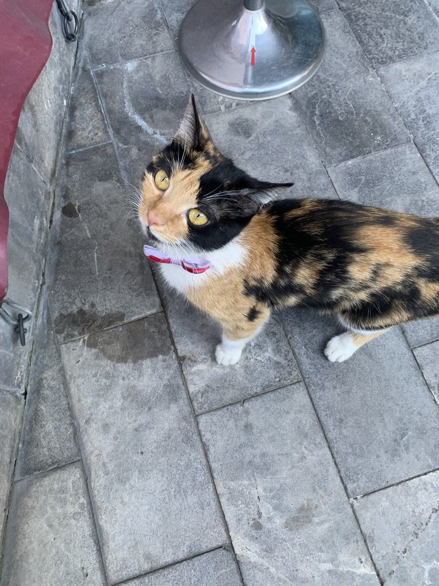 anilsokmen's tweet photo. ASMALIMESCİT KAYIP KEDİ https://t.co/V45GNsHxht