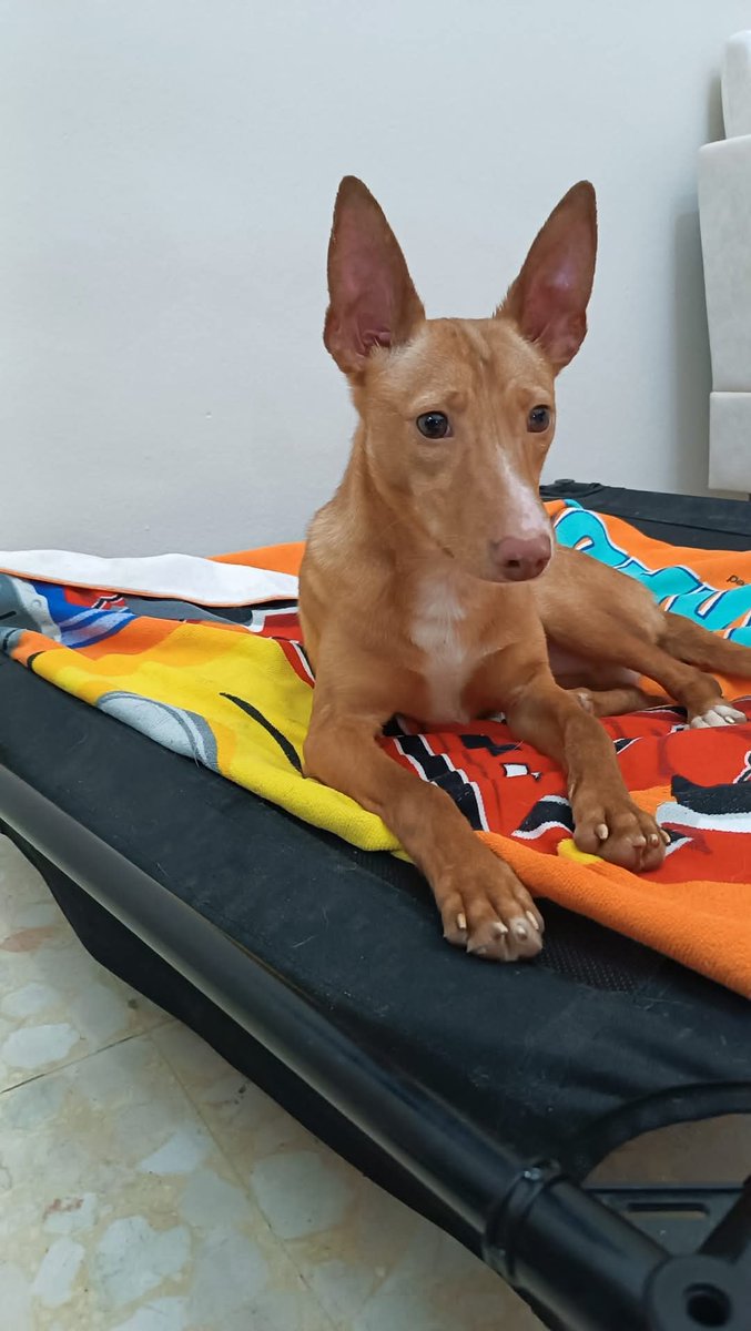¿Os acordáis del podenco pelirrojo?Pues nadie ha dado señales de vida, es otro abandono más. ¿Qué vamos a hacer? CAMBIARLE LA VIDA. Se llama #Macallister, para los amigos y amigas del Amparo, Mac.
Es súper bueno y cariñoso. Solo quiere estar sentado a tu lado recibiendo cariño.