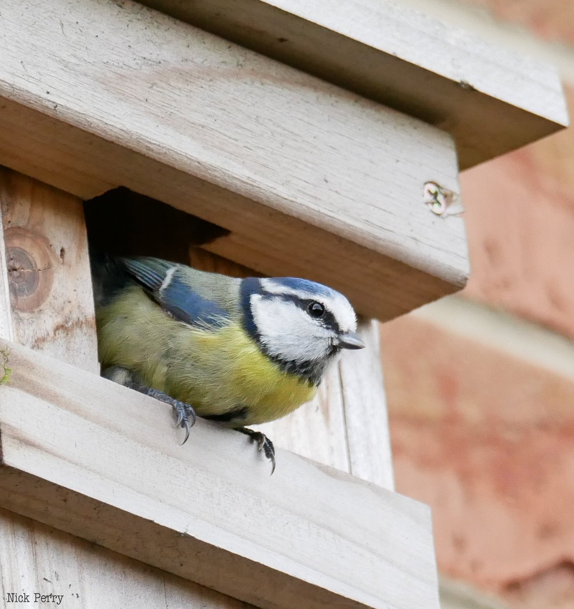 nickyperry82's tweet photo. It's all go in the garden. The male bluetit stands guard on the fence as he calls his mate from the nest box.
#TwitterNatureCommunity
#gardenbirds #nestingbirds
#NatureAtItsBest
#NatureTherapy 🏴 https://t.co/oMHQTXQF9F