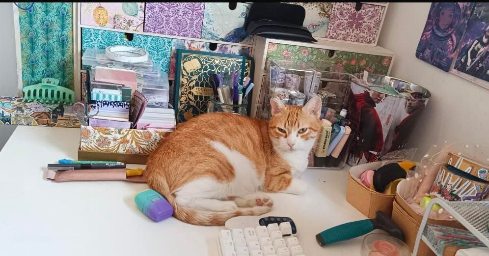 ZarpasyColmillo's tweet image. Mist sigue a la espera de que un buen corazón la quiera para siempre 
¿Será tu corazón el que se fije en ella?
Conoce su historia en la web de zarpas y colmillos
📧 contacto@zarpasycolmillos.es