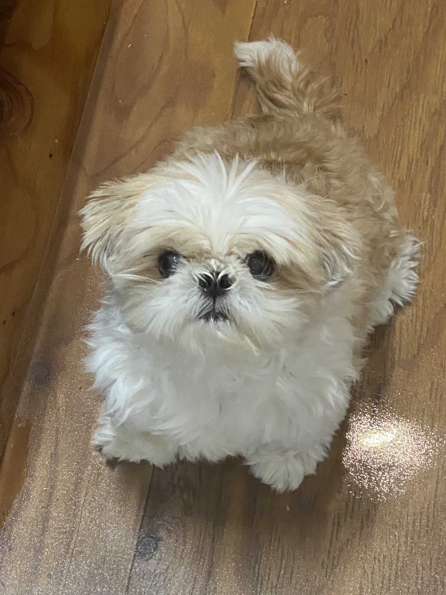 名犬おすし号＆名父さん on X: 