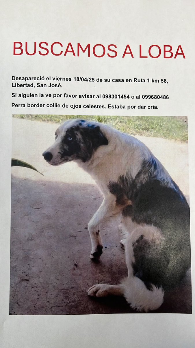 NadiaLeonela30's tweet photo. Les agradezco a todos los que puedan compartir para poder encontrarla! 
@MatuNogueira @noabandonen_uy @amaliarossi27 @LigaBichera @diegodelacurva @Adriana43587622 @EGBrancciari https://t.co/zD1Tz2psyj