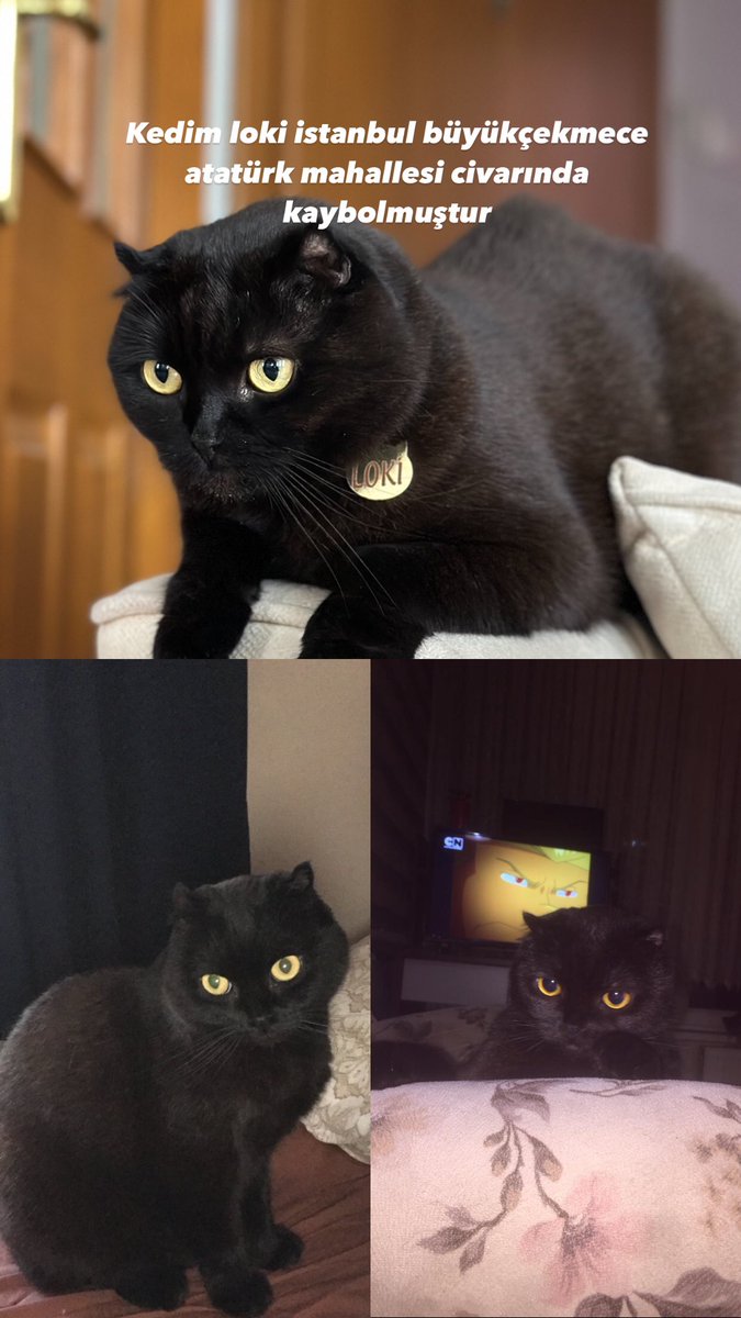 DEPREM ANINDA KEDİM BÜYÜKÇEKMECE ATATÜRK MAHALLESİ PARMAKSIZ SOKAK CADDESİ CİVARINDA KAYBOLMUŞTUR GÖREN LÜTFEN BU HESABA MESAJ ATSIN TAM SOKAĞA CIKARKEN O PANİKLE KUCAĞIMIZDAN KAÇTI ADI LOKİ KIRIK KULAK LÜTFEN SOKAKTA KALAMAZ HİC ALISKIN DEĞİL #depremistanbul  #deprem #kayıp