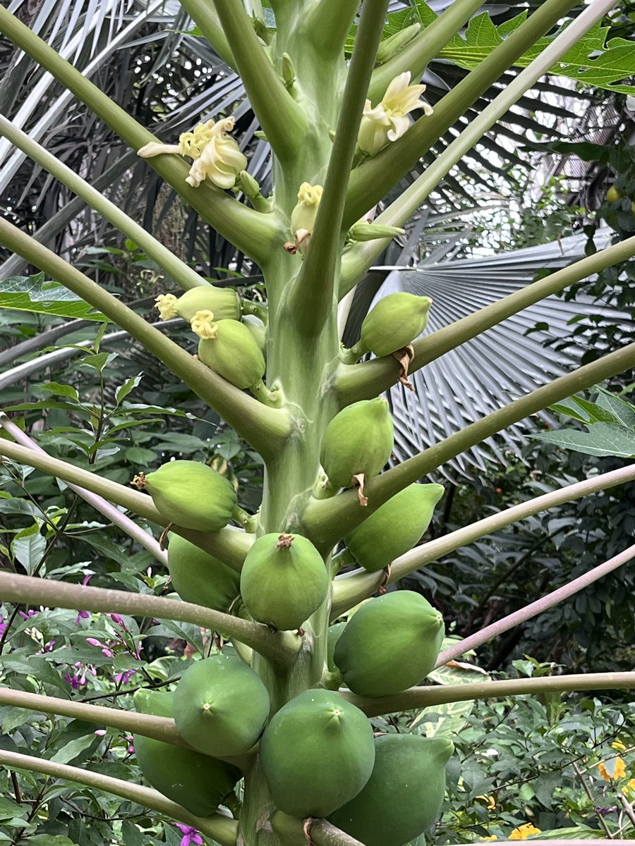 Nick Meshes tweet media