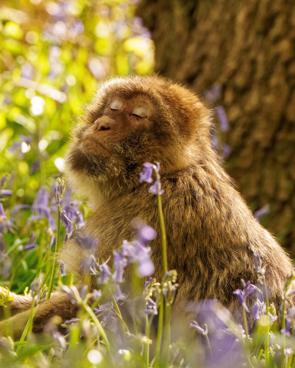 Trentham Monkey Forest tweet media