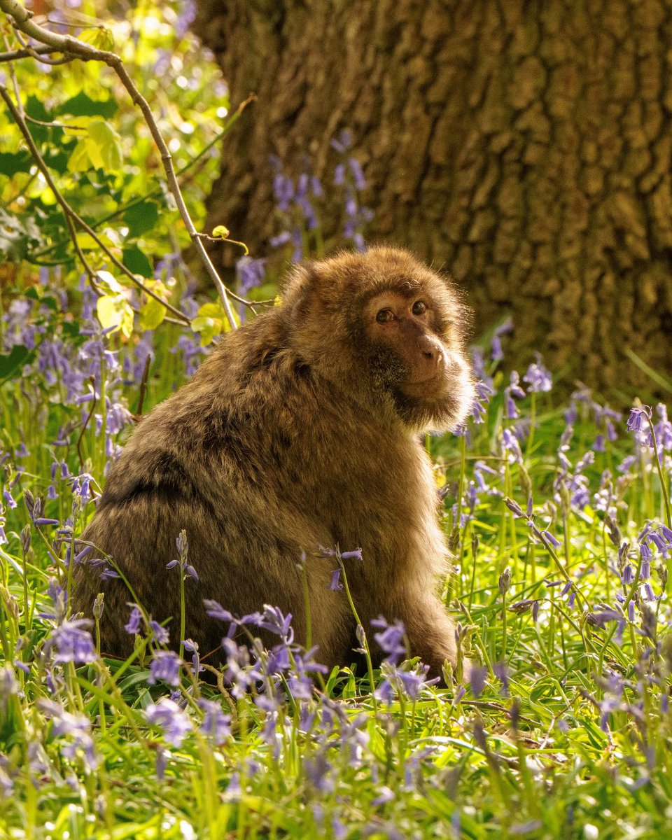Trentham Monkey Forest tweet media
