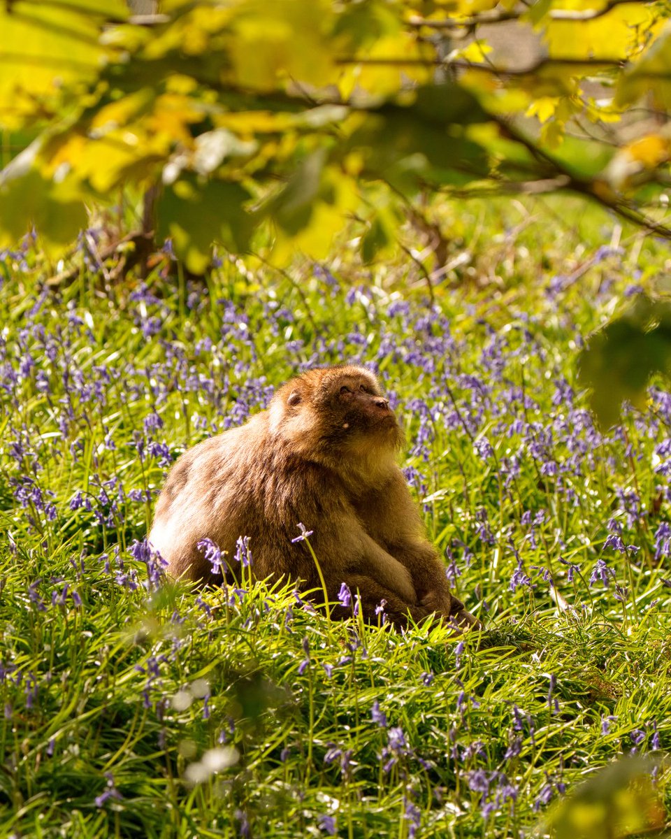 Trentham Monkey Forest tweet media