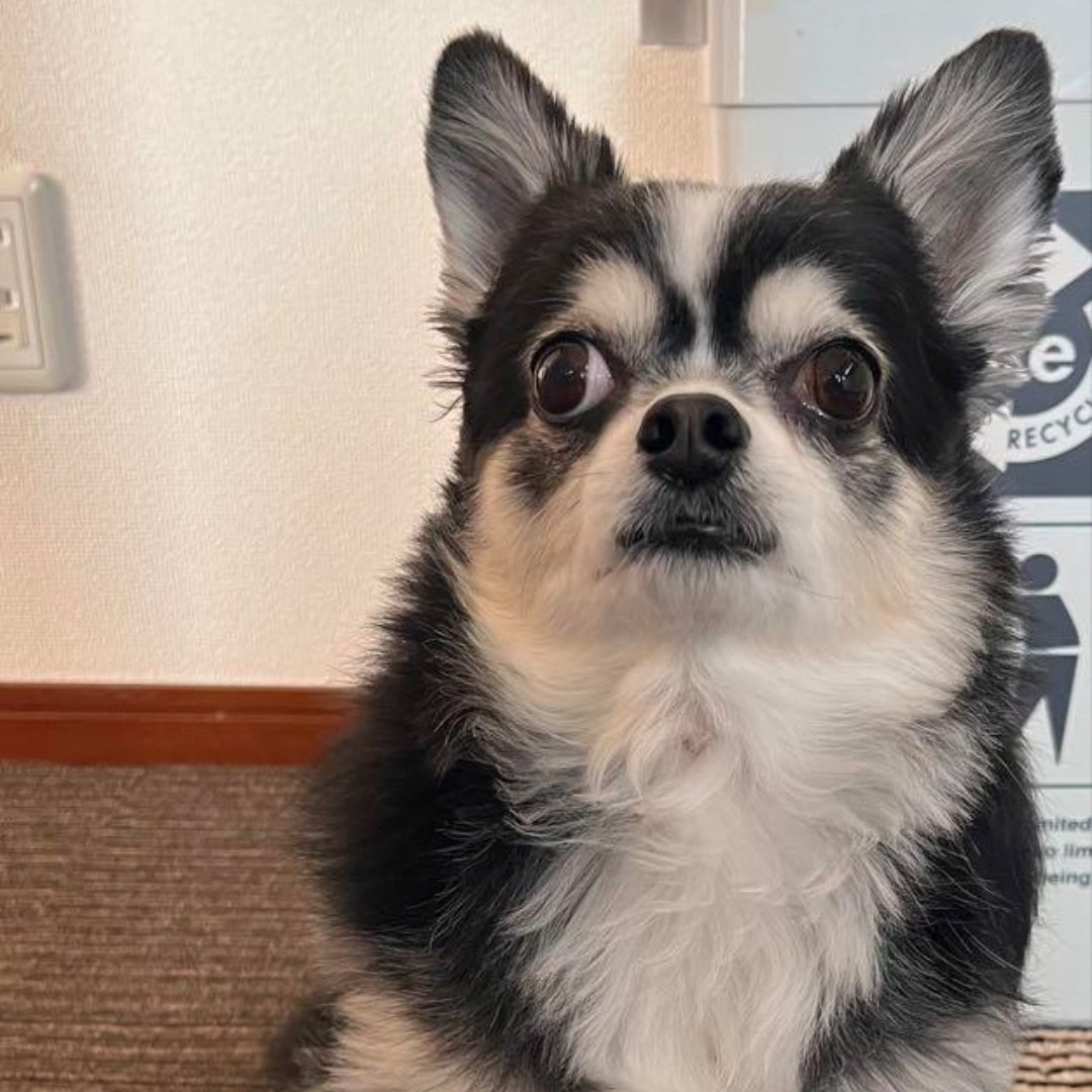 オーダーで制作させて頂いたチワワのひまわりちゃんです。喜んでもらえますように🙏

#羊毛フェルト
#チワワ
#オーダーメイド
#ハンドメイド