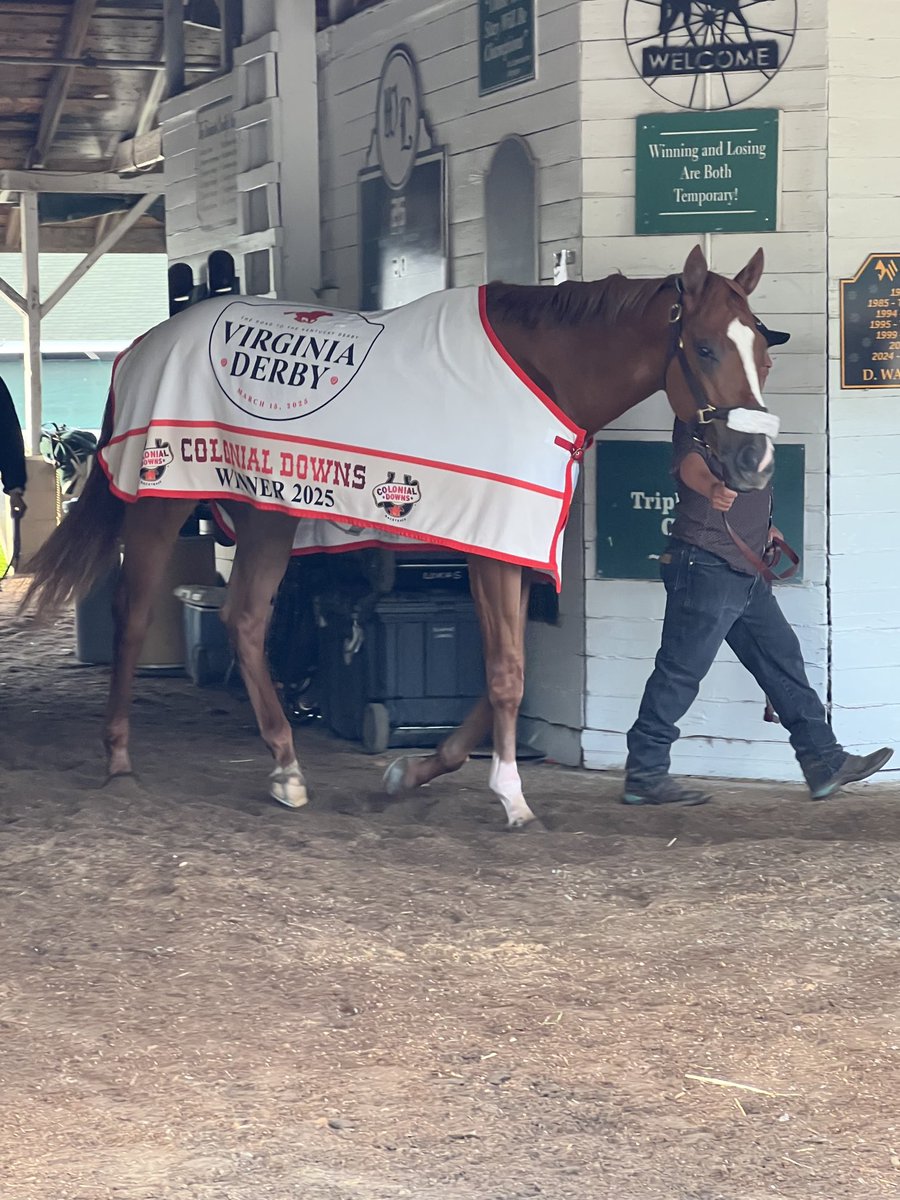 Colonial Downs Racetrack (@colonialdowns) on Twitter photo #VirginiaDerby <a href="/ColonialDowns/">Colonial Downs Racetrack</a> hero American Promise displaying his winner’s blanket as he gets his morning walk around the shed row <a href="/ChurchillDowns/">Churchill Downs</a>. #KentuckyDerby151 #VirginiaDerby <a href="/ColonialDowns/">Colonial Downs Racetrack</a> hero American Promise displaying his winner’s blanket as he gets his morning walk around the shed row <a href="/ChurchillDowns/">Churchill Downs</a>. #KentuckyDerby151